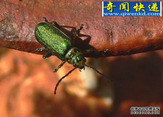 彩虹色翅膀 昆虫翅膀的秘密:蜻蜓飞行时速可达56公里