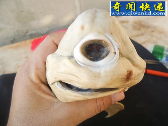 独眼鲨鱼 (图)墨西哥发现罕见独眼畸形鲨鱼胎儿