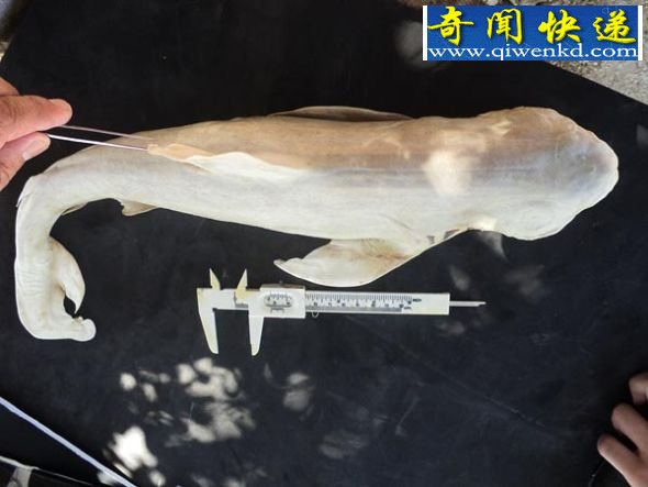 测量进行中 (图)墨西哥发现罕见独眼畸形鲨鱼胎儿