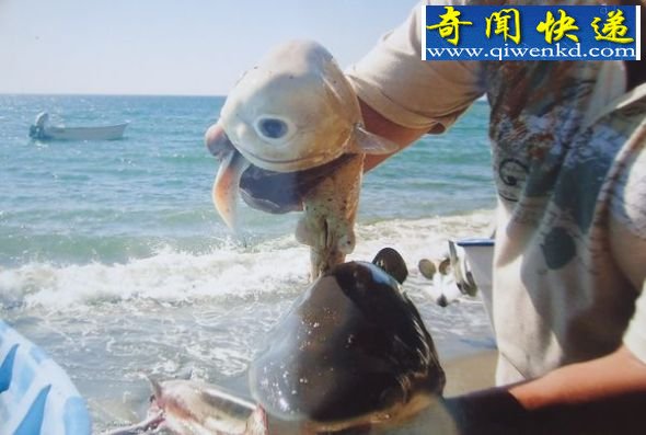 家族中的另类 (图)墨西哥发现罕见独眼畸形鲨鱼胎儿