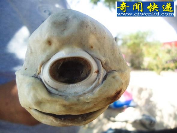 眼睛特写 (图)墨西哥发现罕见独眼畸形鲨鱼胎儿