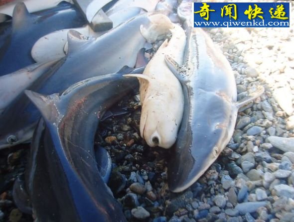 怪异的鲨鱼 (图)墨西哥发现罕见独眼畸形鲨鱼胎儿