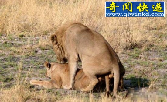 (图)揭秘性观念最开放的动物:倭黑猩猩高度混交