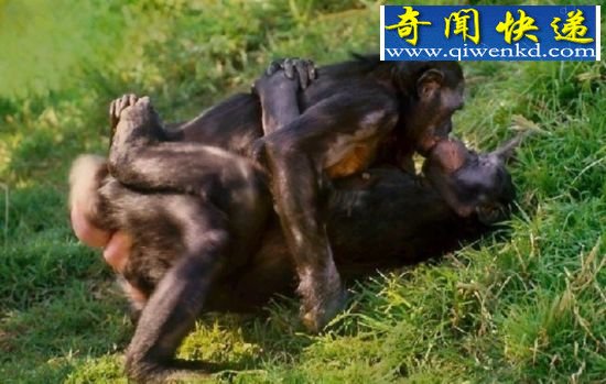 (图)揭秘性观念最开放的动物:倭黑猩猩高度混交
