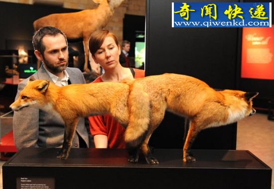 (图)揭秘性观念最开放的动物:倭黑猩猩高度混交