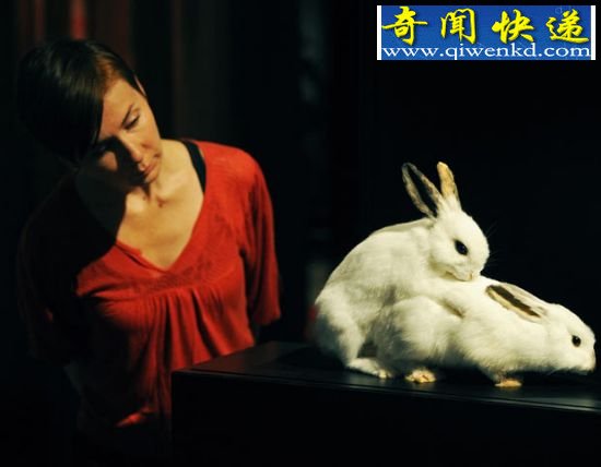 (图)揭秘性观念最开放的动物:倭黑猩猩高度混交
