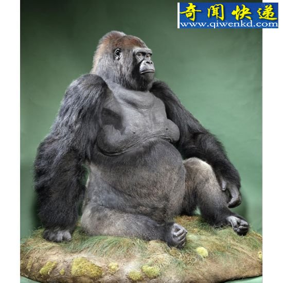 (图)揭秘性观念最开放的动物:倭黑猩猩高度混交