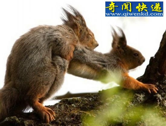 (图)揭秘性观念最开放的动物:倭黑猩猩高度混交