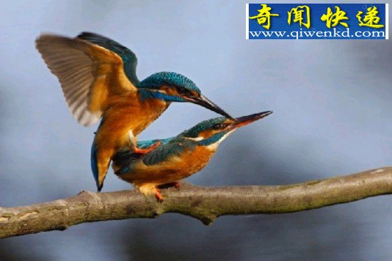 (图)揭秘性观念最开放的动物:倭黑猩猩高度混交