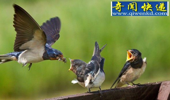 小家伙张开嘴,等待母亲将食物送进嘴里,而后饱餐一顿 (图)摄影师捕捉家燕空中喂食幼仔瞬间
