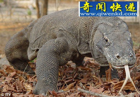 (图)科莫拉多巨蜥咬力如家猫 史前巨兽捕猎用头脑
