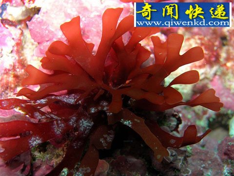(图)海水升温致澳洲海藻南迁 面临灭绝风险