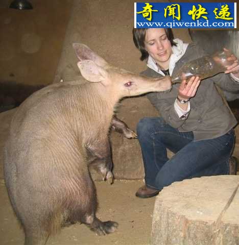 它们的嘴巴与猪类似,耳朵像骡子,皮肤呈粉红色,上面遍布皱纹,可以说惊人地丑陋。 (多图)十大奇特食蚁兽:土豚嘴巴似猪耳朵像骡子