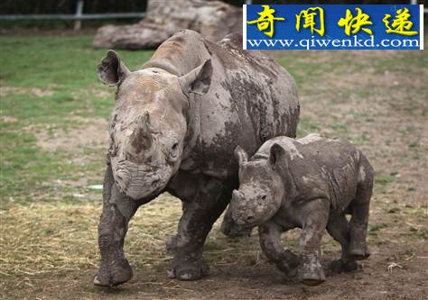 (图)世界珍稀物种非洲西部黑犀牛正式宣告灭绝