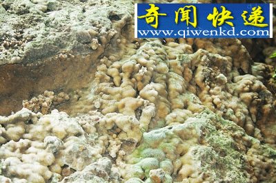 (图)栖霞山发现大面积露天钟乳石奇观