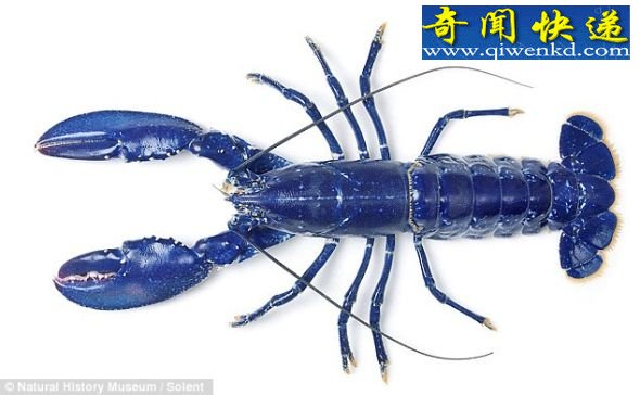 一位鱼商在比林斯盖特海鲜市场发现这只与众不同的龙虾后,把它送到伦敦自然历史博物馆 (图)格兰东海岸鱼市发现罕见铁青色龙虾