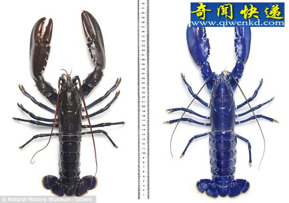 这只十分罕见的蓝龙虾的铁青色外貌极其与众不同 (图)格兰东海岸鱼市发现罕见铁青色龙虾