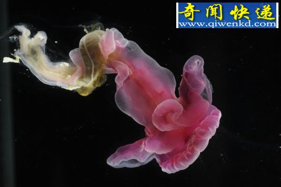 在北大西洋新发现的一种柱头虫,紫色 (图)大西洋底发现三种奇异深海生物