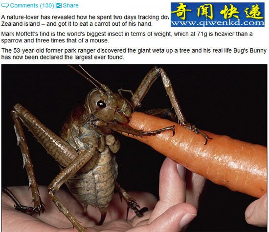 巨沙螽吃萝卜(网页截图) (图)男子发现世界最重昆虫比老鼠重3倍