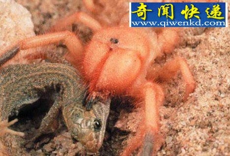 (图)全球10大巨型昆虫盘点