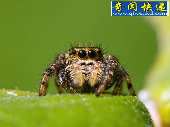 一只成年雌性跳蛛,学名“Phidippus clarus”(图片来源:Don Johnston, All Canada/Getty Images) 蜘蛛体型越小大脑越大:巨脑赋予强大织网能力