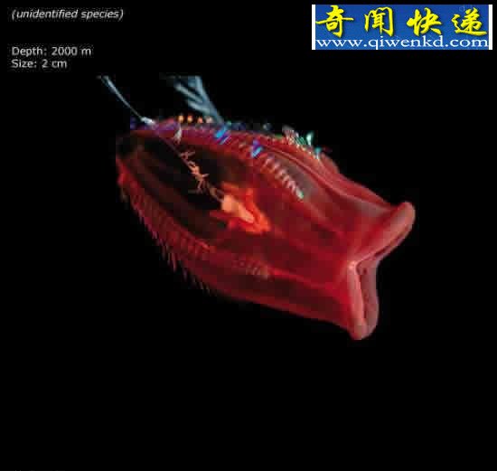 看不见的海底“杀人”生物!