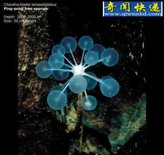 看不见的海底“杀人”生物!