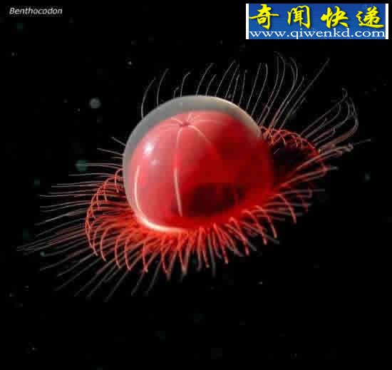看不见的海底“杀人”生物!
