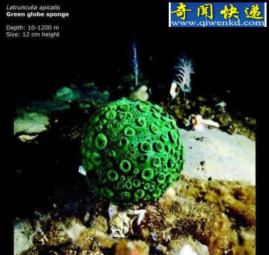 看不见的海底“杀人”生物!
