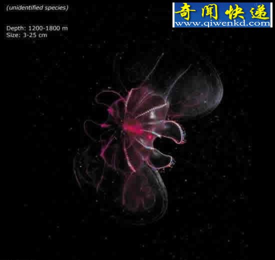 看不见的海底“杀人”生物!