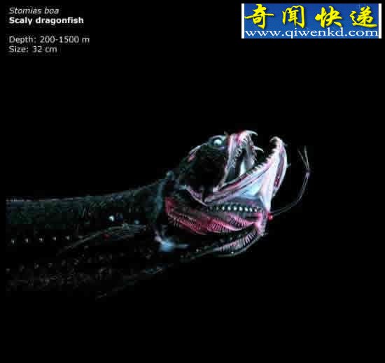 看不见的海底“杀人”生物!