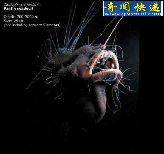看不见的海底“杀人”生物!