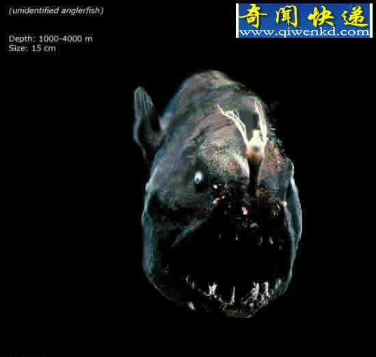 看不见的海底“杀人”生物!