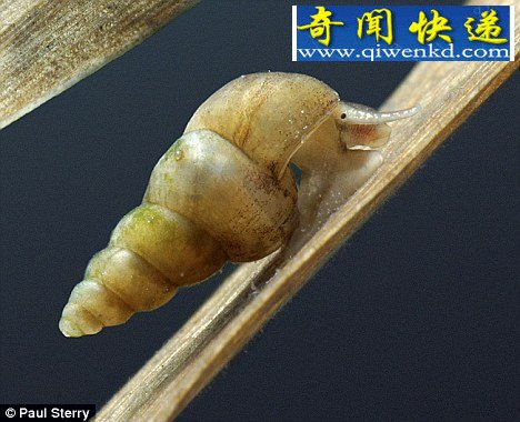 英国发现罕见蜗牛 罗马时代就曾被认为已灭绝
