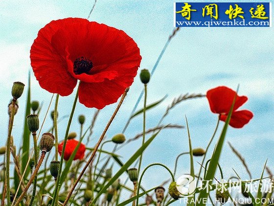 英国罕见罂粟花海 进入就眼皮变沉昏昏欲睡