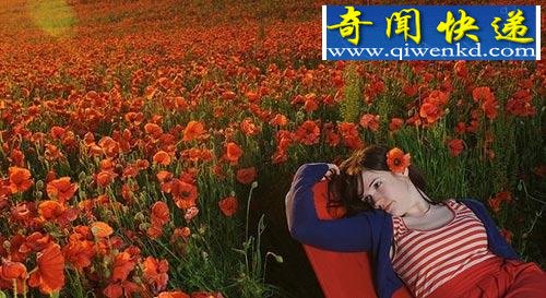 英国罕见罂粟花海 进入就眼皮变沉昏昏欲睡