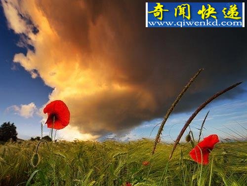 英国罕见罂粟花海 进入就眼皮变沉昏昏欲睡