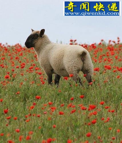英国罕见罂粟花海 进入就眼皮变沉昏昏欲睡