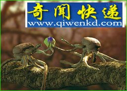 2亿年后新物种大预言