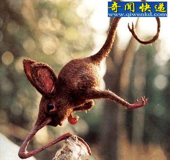 жﾹʵڣ֫˻ñ