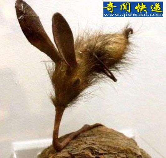 жﾹʵڣ֫˻ñ