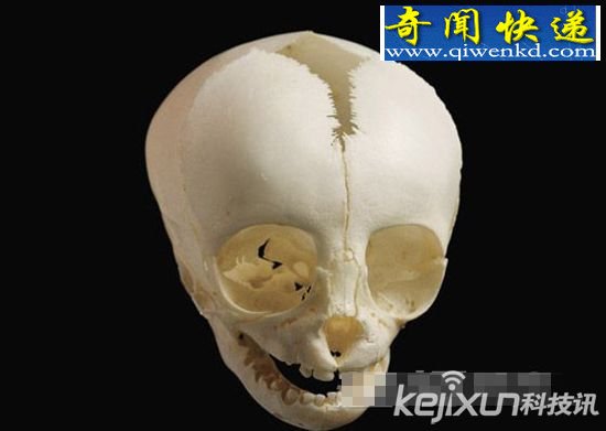 考古学家收藏七颗头骨 每一颗价值不菲
