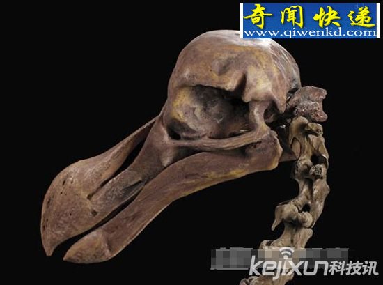 考古学家收藏七颗头骨 每一颗价值不菲