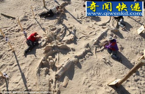 南美洲发现“鲸鱼墓地” 或揭远古海洋生物死因