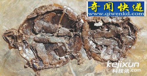 出土4700万年前乌龟交配化石