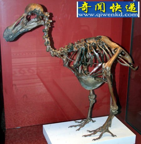 具有500年历史完整渡渡鸟化石现身英国拍卖行