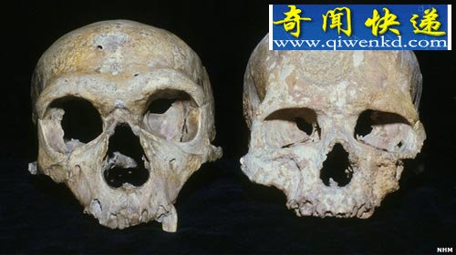 眼睛大未必是好事 尼安德特人因眼大而致灭绝/图 眼大未必是好事 尼安德特人因眼大而致灭绝