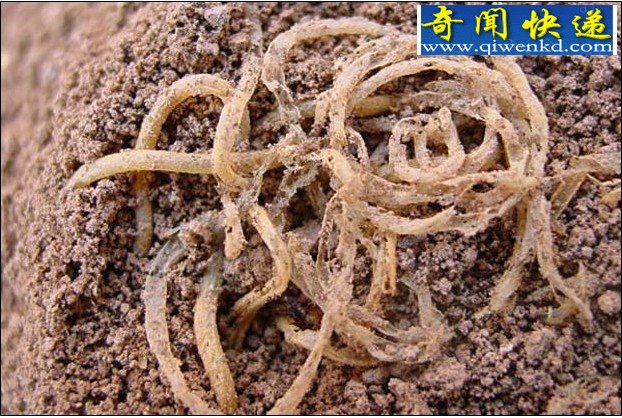 世界最古老的食物:中国发现4000年前面条