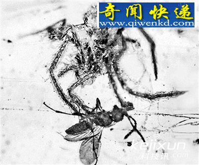科学家发现恐龙时代琥珀化石 内现远古蜘蛛