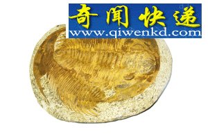 ﻯʯ
